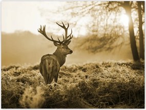 Poszterek 40x30 Szépia szarvas