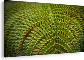 Kép - Fern (90x60 cm)