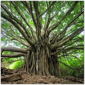 Poszterek 140x140 Fa Fák Kilátás