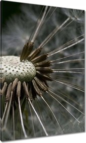 Vászonkép 70x100 Pitypang belülről