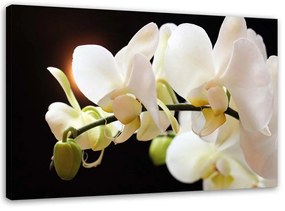 Gario Vászonkép Orchideák Közelképe Méret: 60 x 40 cm