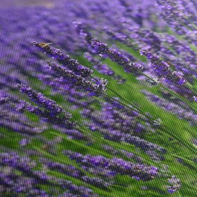 Kép - levandula (70x50 cm)