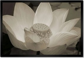 Poszter keretben 60x40 Lótusz lótuszvirág