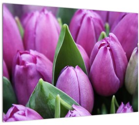 Kép - tulipánok (70x50 cm)