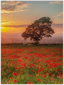 Poszterek 100x135 Pipacsok a mezőn Tájkép