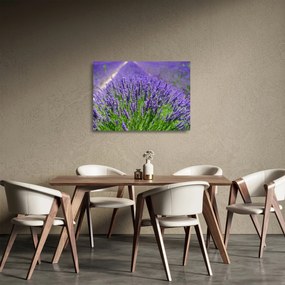 Kép - levandula (üvegen) (70x50 cm)