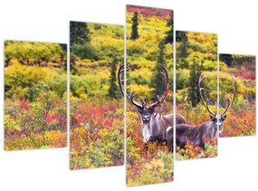 Kép - Caribou, Alaszka (150x105 cm)