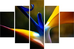 Kép - Egzotikus virág (150x105 cm)