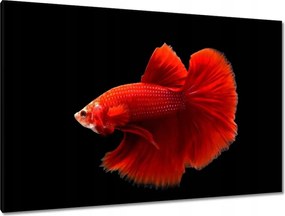Vászonkép 120x80 Piros harcos hal