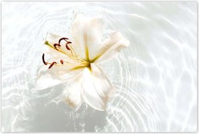 Poszterek 120x80 Virág a vízen Név