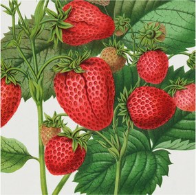 Flizelin tapéta Flizelin Fali Prémium Nyári gyümölcsök 250x250 Ragasztó