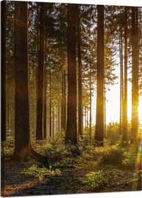 Vászonkép Naplemente Erdő Fák Természet 50x70 cm