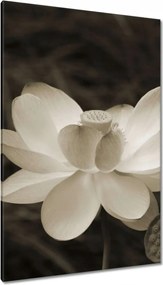 Vászonkép 80x120 Lotos Lótuszvirág