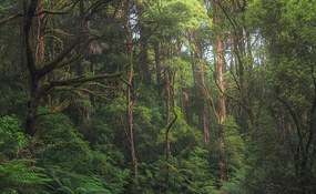 Művészeti fotózás Australian temperate rainforest jungle detail, Kristian Bell, (40 x 24.6 cm)