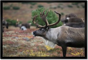 Poszter keretben 60x40 Rénszarvas