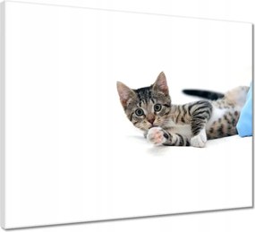 Vászonkép 50x40 Cica Cicák