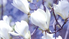 Fotótapéta flizelina Magnólia Tavaszi virágok harmónia és nyugalom 300x210 +ragasztó