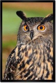 Poszterek keretben 40x60 Bagoly