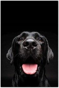 Poszterek 80x120 Vidám labrador kutyus