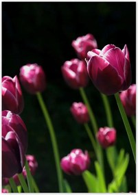 Poszterek 70x100 Lila tulipánok