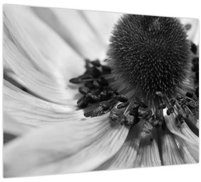 Üveg kép - Virág fekete-fehérben (70x50 cm)