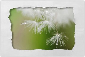 Poszterek 120x80 Pitypang Virág Virágok