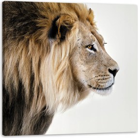 Vászonkép Elbűvölő Oroszlán Természet Arc 80X80 cm Ideális ajándék