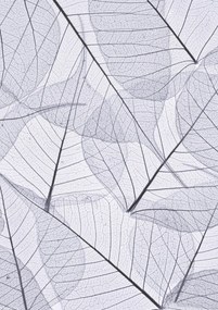 Poszter 21x29,7cm Csontváz levelek 2, Assaf Frank