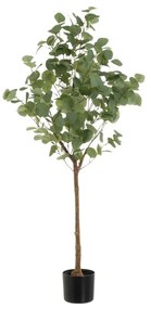 Művirág Eucalyptus – Casa Selección