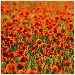 Poszterek 100x100 Pipacsok rétje