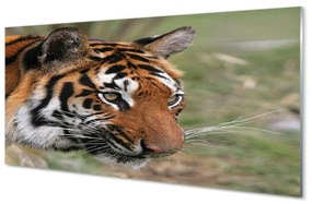 Üvegképek tiger woods 120x60cm