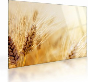 Kép - részlet gabona (üvegen) (70x50 cm)