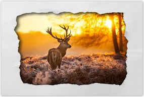 Poszterek 60x40 Szarvas naplementekor