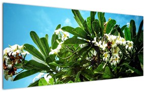 Kép - Plumeria (120x50 cm)