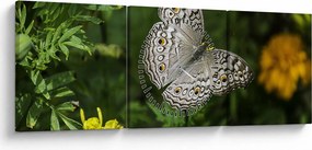 Kép - fehér pillangó (órával) (90x30 cm)