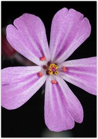 Poszterek 70x100 Nőnap Ajándék Love