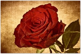 Poszterek 120x80 Rózsa szépia háttérrel