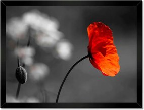 Poszterek keretben 40x30 Virágzó piros pipacs