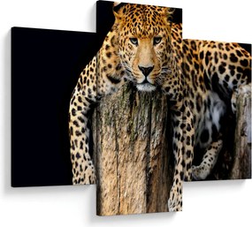 Kép - Gepárd (90x60 cm)