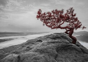 Fotótapéta Ködös táj Fa a sziklán szürke hegyek 312x219 +ragasztó