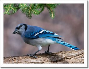 Poszterek keretben 40x30 Madár Sólyom