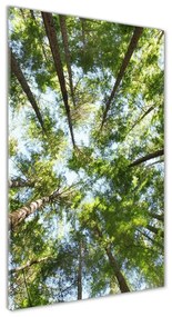 Üvegfotó Felső ágak egy fa osv-119047799