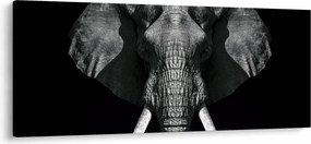 Kép - Elefánt fekete háttérrel (120x50 cm)
