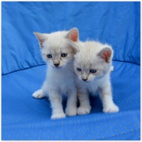 Poszterek 70x70 Vidám kiscicák Kiscicák