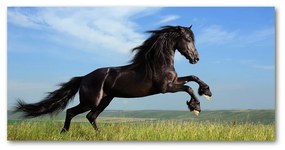 Akrilkép Fekete ló a réten oah-26473191