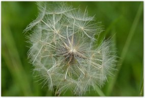 Poszterek 120x80 Pitypang VirĂĄg VirĂĄgok