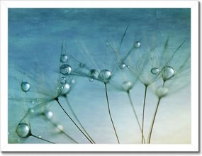 Poszterek keretben 40x30 Pitypang Virág Virágok