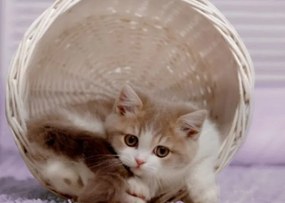 Pamut ágynemű Homa BILI SKEP 3 részes 140x200 cm