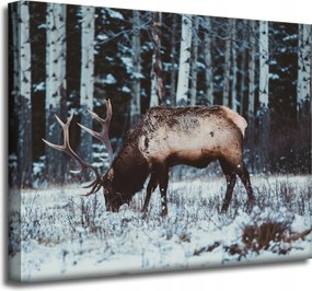 Vászonkép Állatok Kanadai szarvas 50x40