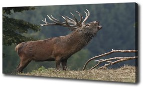 Vászonkép Deer a hegyen oc-9653240